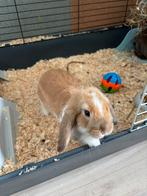 Twee prachtige jonge minilop konijnen te koop, Meerdere dieren, Dwerg