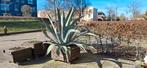 Gigant Blue Agave, Eén persoon, Overige typen
