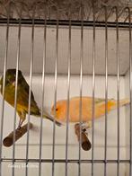 mooie een koppelen yorkshire, Dieren en Toebehoren, Meerdere dieren