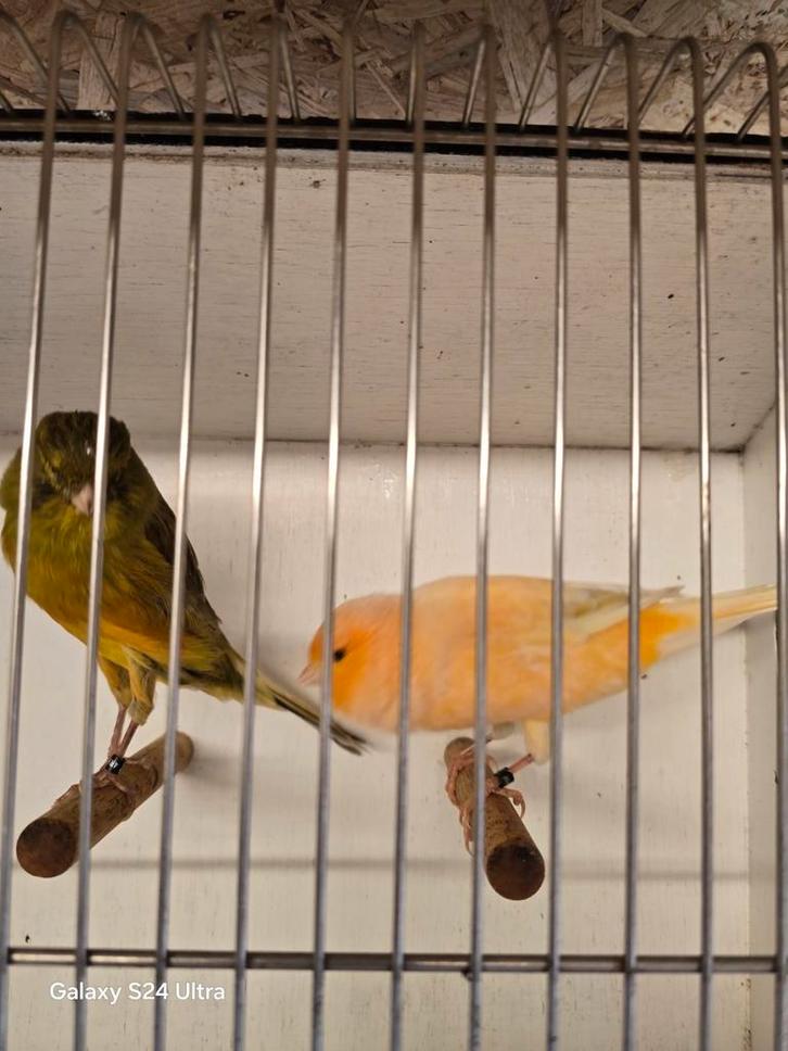 mooie een koppelen yorkshire, Dieren en Toebehoren, Vogels | Kanaries, Meerdere dieren