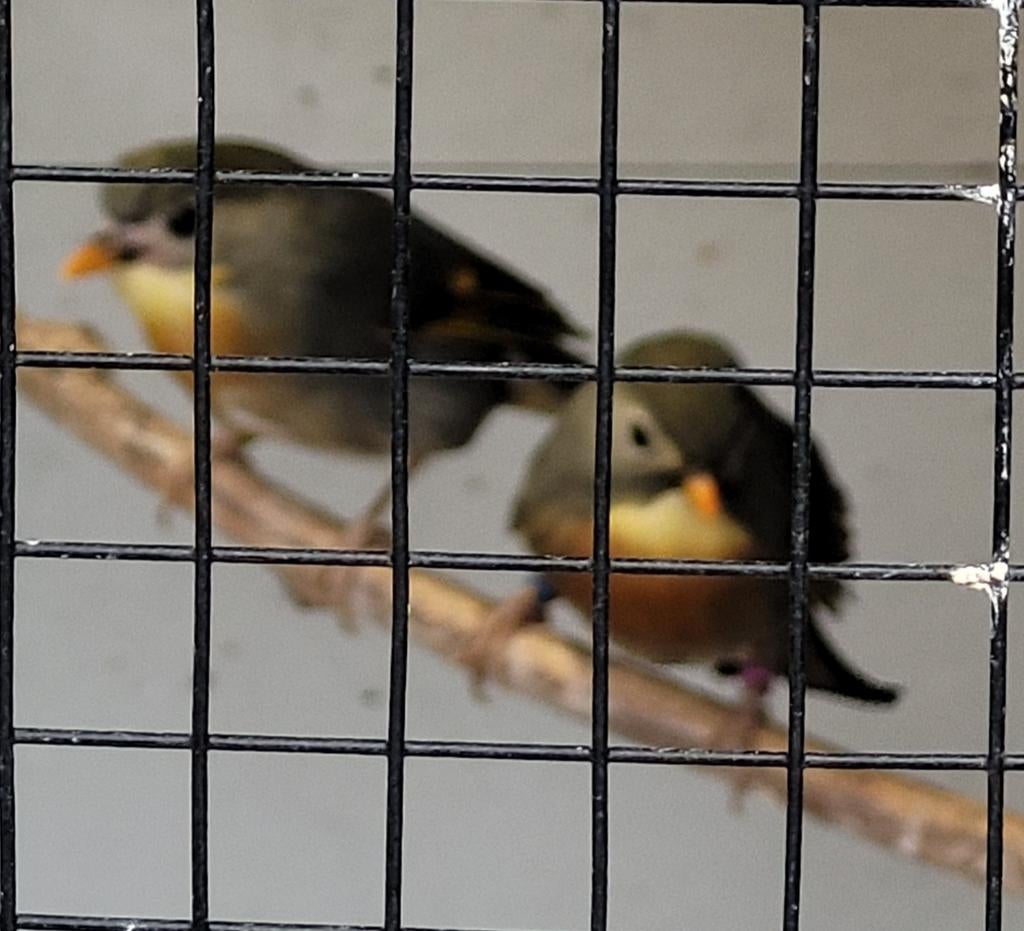 Japanse nachtegaal pop, Dieren en Toebehoren, Vogels | Overige Vogels