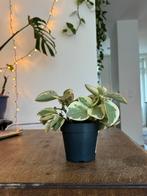 Small house plant, Ophalen, Halfschaduw, Minder dan 100 cm