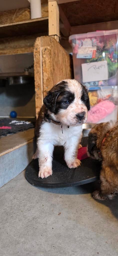 super knappe Sint bernard pup, Dieren en Toebehoren, Parvo, Overige rassen, 8 tot 15 weken, Meerdere