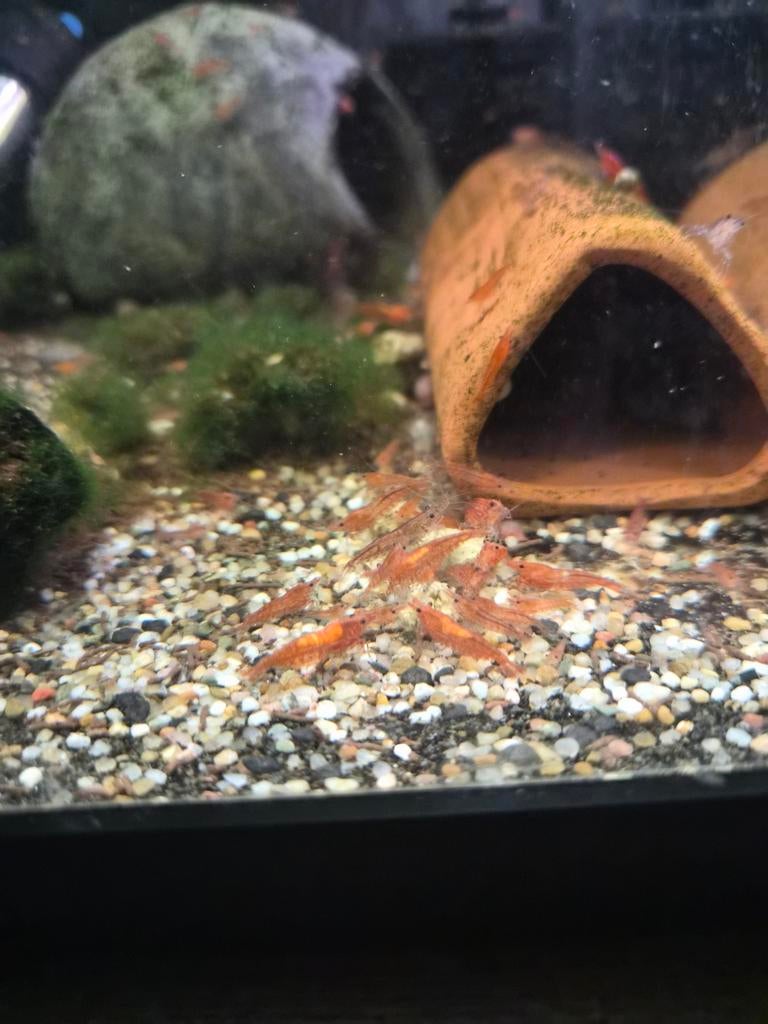 Rode garnalen, ACTIE €1 per stuk!, Kreeft, Krab of Garnaal