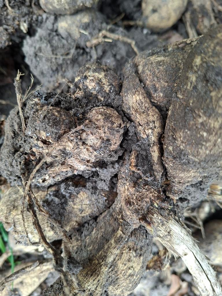 Rode dahlia knollen - ruilen voor andere kleuren, Tuin en Terras, Bloembollen en Zaden, Ophalen of Verzenden, Voorjaar, Volle zon