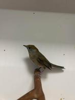 0-1 zwartkop tuinfluiter, Vrouwelijk, Wildzangvogel, Geringd