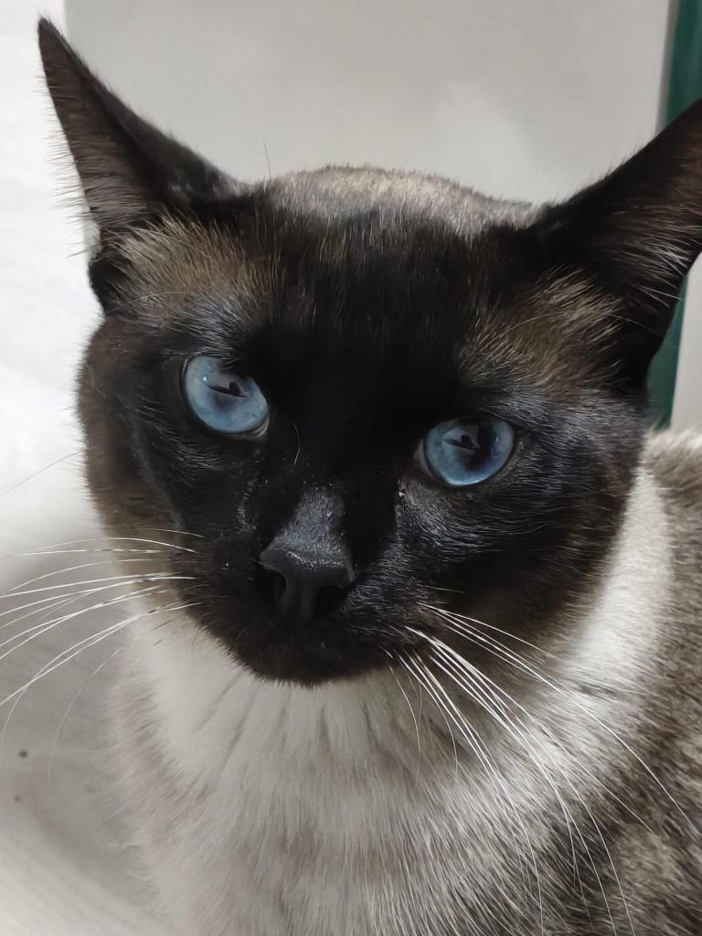 Lieve Siamese kater 1 jaar oud, Dieren en Toebehoren, Kater, 0 tot 2 jaar