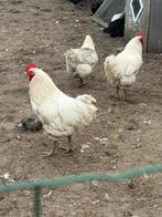 Hanen en kalkoen haan., Dieren en Toebehoren, Mannelijk, Kalkoen