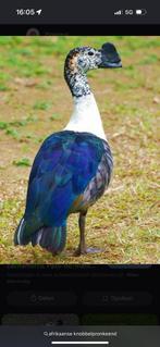 Siereenden, Meerdere dieren, Eend