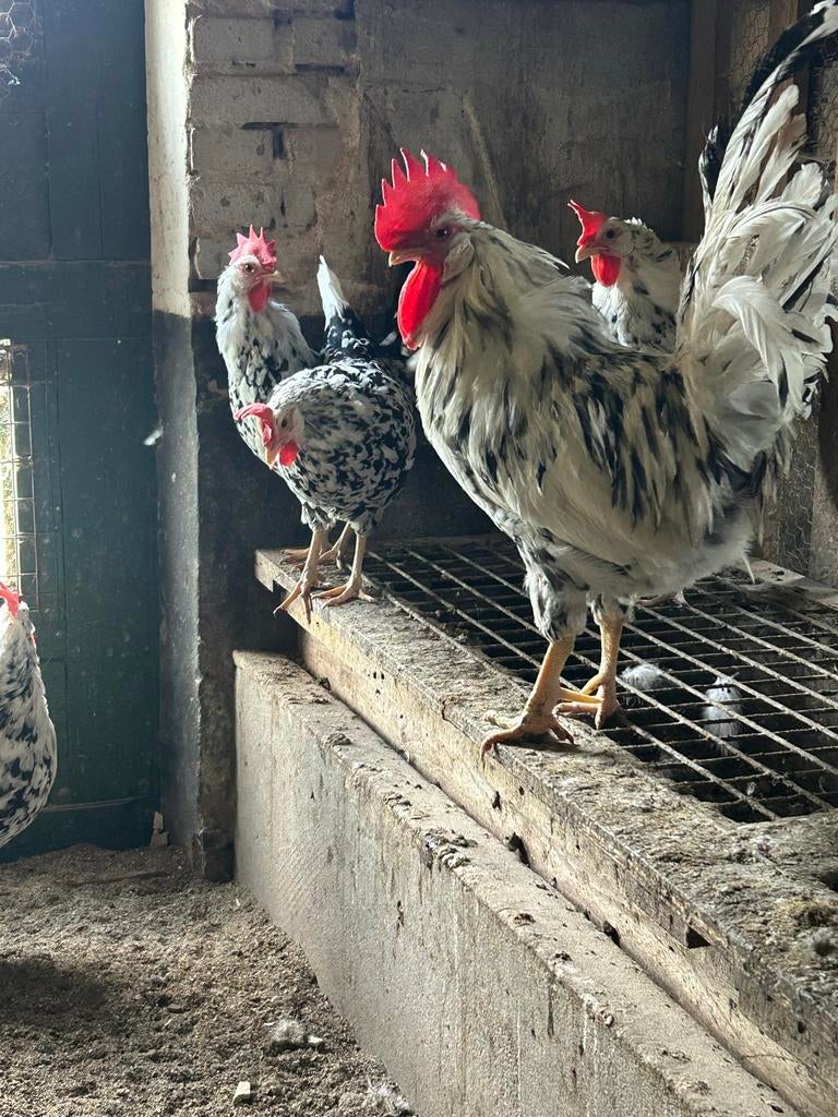 Broedeieren Bonte en Patrijs Leghorn te koop, Dieren en Toebehoren, Pluimvee, Geslacht onbekend, Kip