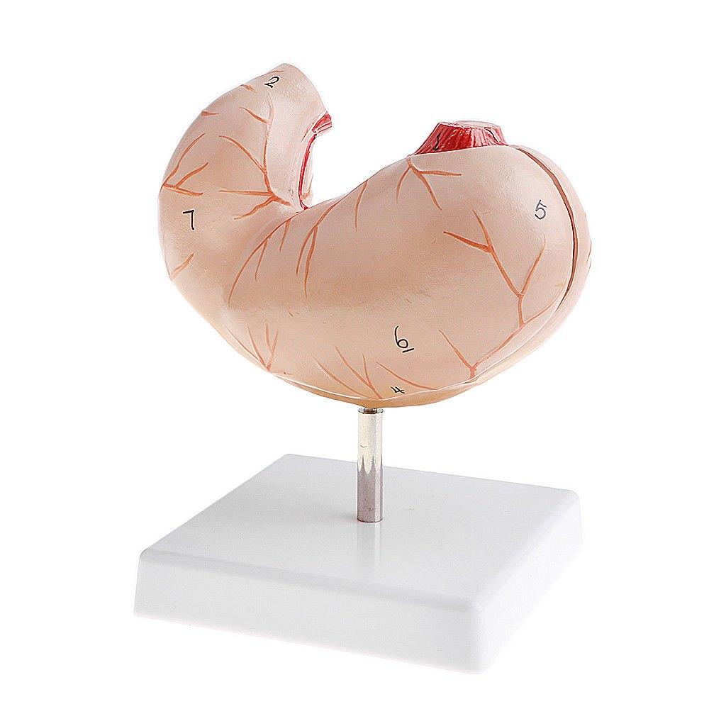 Maag Menselijk Anatomie Model / Medisch School Arts Dokter, Verzenden, Nieuw