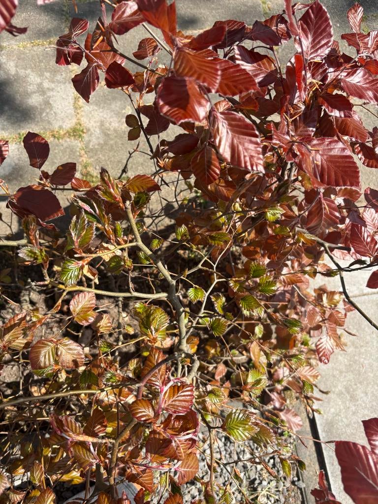 Rode Beukenhaag - 100 stuks, Tuin en Terras, Planten | Tuinplanten, Overige soorten, Volle zon, Vaste plant, Ophalen of Verzenden