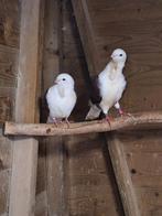 Te koop Oudhollandse meeuwen koppel, Dieren en Toebehoren, Vogels | Duiven, Meerdere dieren, Overige soorten