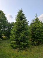 Grote nordman kerstbomen, Tuin en Terras, Ophalen of Verzenden, Volle zon, Overige soorten