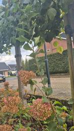 GRATIS jonge Iep boom - Zelf uit te halen, Tuin en Terras, Planten | Tuinplanten, Ophalen, Overige soorten, Volle zon