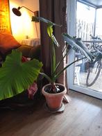 Kamerplant, Huis en Inrichting, Kamerplanten, Ophalen, Overige soorten, Halfschaduw, 100 tot 150 cm