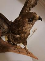 Opgezette Buizerd gespreide vleugels, Ophalen