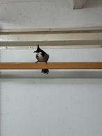 Rood oor buul buul, Dieren en Toebehoren, Vogels | Overige Vogels, Vrouwelijk, Geringd