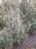 Taxus media 'Hicksii'  40-60,60-80 kluit  perceelsopruiming