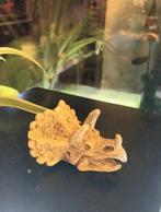 Dino Hoofd Aquarium Ornament, Dieren en Toebehoren, Vissen | Aquaria en Toebehoren, Ophalen of Verzenden