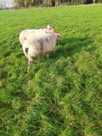 Rouge schapen fokooien zwoegervrij crapie vrij, Dieren en Toebehoren, Schapen, Geiten en Varkens, Mannelijk, Schaap