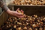 Narcissen bollen  100 stuks 10 euro, Ophalen of Verzenden, Voorjaar, Volle zon