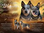 Australian Cattle dog, Dieren en Toebehoren, Particulier, Rabiës (hondsdolheid), 15 weken tot 1 jaar, Buitenland