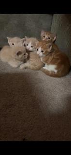 Kittens te koop, Dieren en Toebehoren, Katten en Kittens | Raskatten | Korthaar, Poes