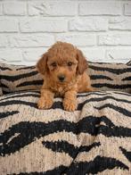 Maltipoo pups abrikoos, Dieren en Toebehoren, Honden | Chihuahua's en Gezelschapshonden, Nederland, Overige rassen, CDV (hondenziekte)