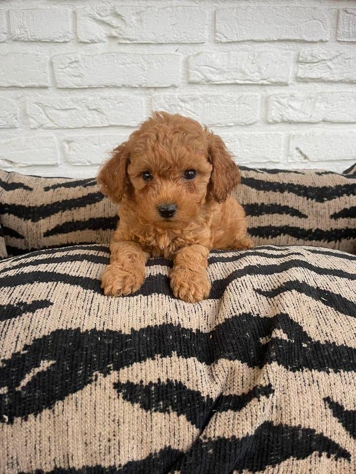 Maltipoo pups abrikoos, Dieren en Toebehoren, Honden | Chihuahua's en Gezelschapshonden, Meerdere dieren, Overige rassen, Fokker | Professioneel