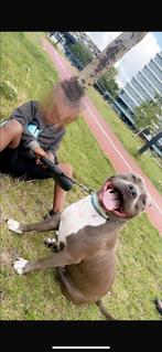 Amerikaanse stafford/pitbull, American Staffordshire Terriër, Teef, Eén hond, 3 tot 5 jaar
