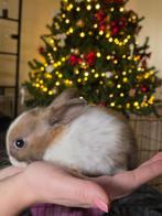 Baby konijnen, Dieren en Toebehoren, Konijnen, Meerdere dieren, Dwerg, 0 tot 2 jaar