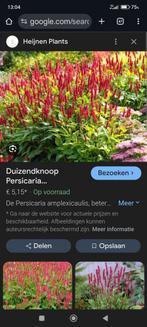 Gratis tuinplanten Persicaria amplexicaulis, Tuin en Terras, Planten | Tuinplanten, Ophalen, Overige soorten, Volle zon