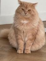 Kat Britse Korthaar, Dieren en Toebehoren, Katten en Kittens | Raskatten | Korthaar, Kater, Ontwormd, 0 tot 2 jaar