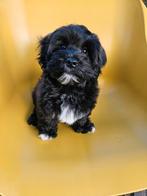 Boompoo puppy, Dieren en Toebehoren, Rabiës (hondsdolheid), 8 tot 15 weken, Eén hond, Nederland