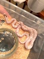 Rattenslangen, Dieren en Toebehoren, Slang, Tam, 0 tot 2 jaar