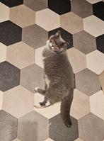 Rustig huis gezocht voor Brits Korthaar poes met Stamboom, Dieren en Toebehoren, Katten en Kittens | Raskatten | Korthaar, 0 tot 2 jaar