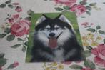 Honden Postkaart - Portret Siberian Husky, Zwitserland, Verzenden, 1980 tot heden, Ongelopen, Hond of Kat