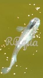 Eitjes - Mini Koi - Rijstvis - Medaka - Miyuki Xtreme Silver, Dieren en Toebehoren, Vissen | Vijvervissen, Overige soorten