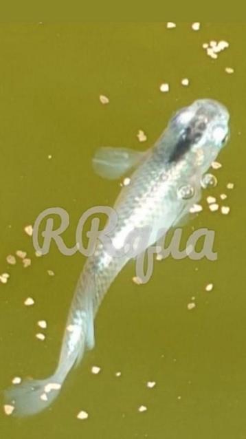 Eitjes - Mini Koi - Rijstvis - Medaka - Miyuki Xtreme Silver beschikbaar voor biedingen