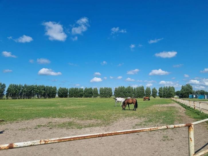 Pension boxen te huur, Dieren en Toebehoren, Stalling en Weidegang