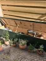 Terraskisten tuinzitbank kisten tuinberging, Ophalen, Nieuw, Hout
