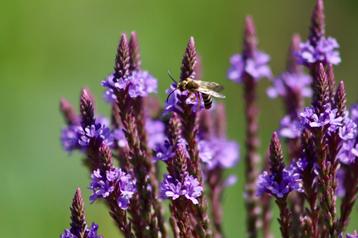 Bio zaden Ijzerhard - Verbena officinalis beschikbaar voor biedingen