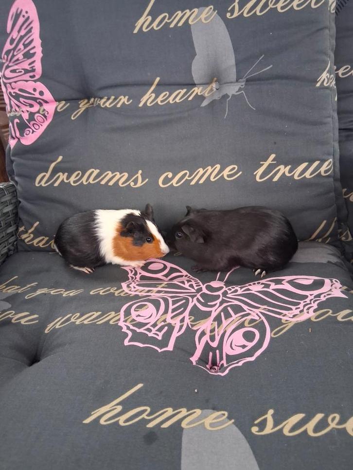 Mooie jonge cavia's, Dieren en Toebehoren, Knaagdieren, Meerdere dieren, Cavia, September, Tam