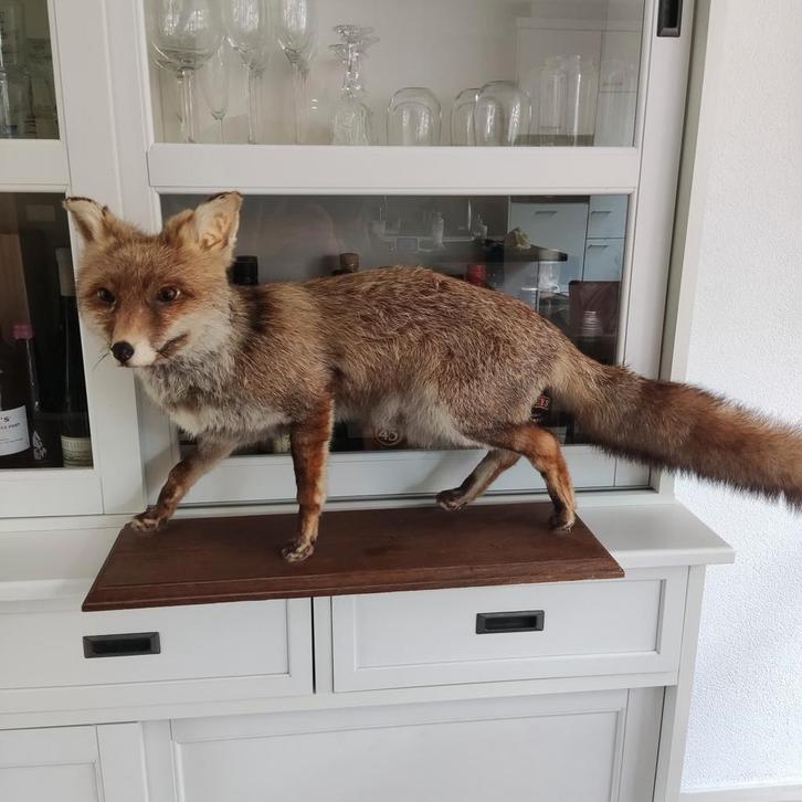 Antieke Opgezette Vos uit Frankrijk - Topstaat!, Antiek en Kunst, Curiosa en Brocante, Ophalen