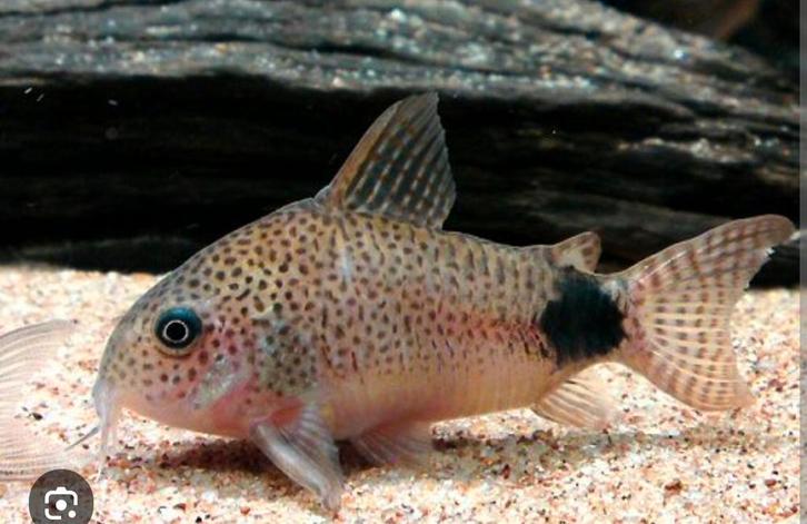 hoplisoma caudimaculatus, Dieren en Toebehoren, Vissen | Aquariumvissen, Vis