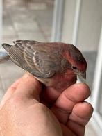 Mexicaanse roodmus, Dieren en Toebehoren, Mannelijk, Wildzangvogel, Geringd