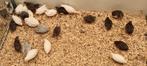 Chinese dwergkwartels, Dieren en Toebehoren, Meerdere dieren, Tropenvogel