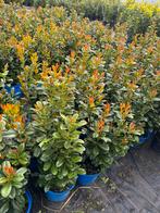 Prunus Bonaparte (nieuwe haag plant), Ophalen, Laurier, Minder dan 100 cm