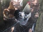 Orpington groot haan, Dieren en Toebehoren, Mannelijk, Kip